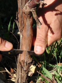 Chipbud - première incision