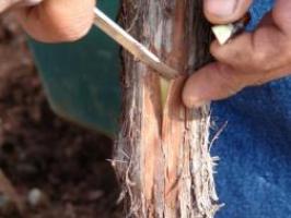 Tbud - soulèvement écorce