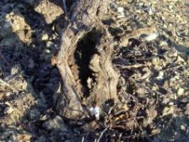 Recépage vigne 100 ans