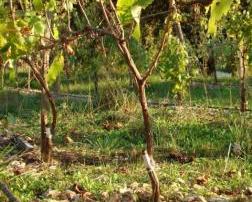 Innesto su porta-innesto