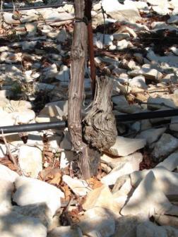 Reinnesto deperimento Syrah