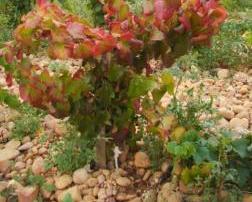 Reinnesto deperimento Syrah