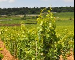 greffage en place sur porte-greffes