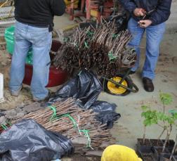 Préparation greffons