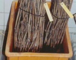 Réhydratation porte-greffons