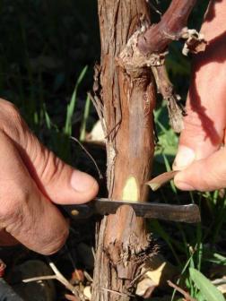 Chipbud - making the notch