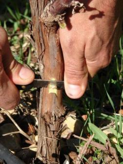 Chipbud - removal of chips