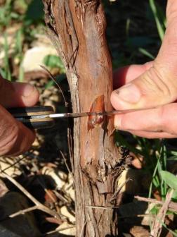 Chipbud - inserting the bud