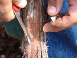 Tbud - T-shaped slit