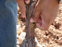 Tbud - inserting the bud