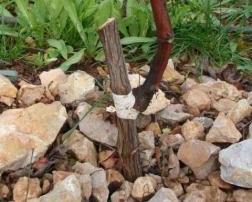 Shortening the trunk