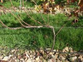 Forming the second cordon