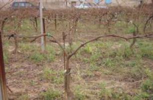 Double cordon training