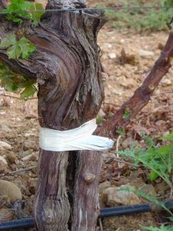 Sovrainnesto vecchia vite